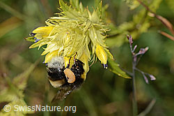 Heide-Erdhummel (Bombus cryptarum) auf Schmalblättriger Klappertopf (Rhinanthus glacialis) (07.2024, C302139)
