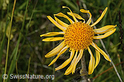 Arnika (Arnica montana) (C302192)