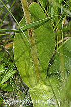 Arnika (Arnica montana) (C302195)