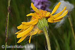 Arnika (Arnica montana) (C302196)