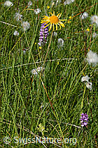 Arnika (Arnica montana) (C302198)