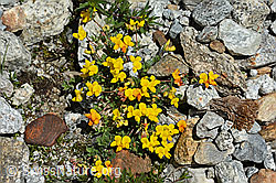 Alpen-Hornklee (Lotus alpinus) (C303983)