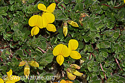 Alpen-Hornklee (Lotus alpinus) (C303985)
