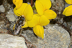 Foto: Hornklee-Felsenbiene (Hoplitis loti) auf Alpen-Hornklee (Lotus alpinus)