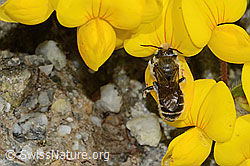 Foto: Hornklee-Felsenbiene (Hoplitis loti) auf Alpen-Hornklee (Lotus alpinus)