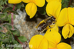 Foto: Hornklee-Felsenbiene (Hoplitis loti) auf Alpen-Hornklee (Lotus alpinus)