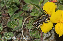 Hornklee-Felsenbiene (Hoplitis loti) auf Alpen-Hornklee (Lotus alpinus) (08.2024, C304006)
