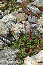 Foto: Säuerling (Oxyria digyna)