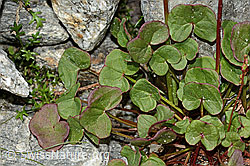 Foto: Säuerling (Oxyria digyna)