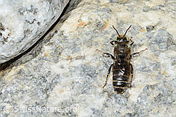 Foto: Hornklee-Felsenbiene (Hoplitis loti)