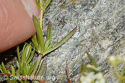 Ungleichblättriges Labkraut (Galium anisophyllon) (C304062)