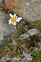 Gewöhnliche Alpenmargerite (Leucanthemopsis alpina) (C304100) Gewöhnliche Alpenmargerite (Leucanthemopsis alpina) (C304100)