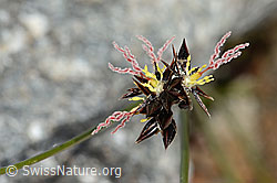 Jacquins Binse (Juncus jacquinii) (08.2024, C304142)