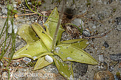 Dünnsporniges Fettblatt (Pinguicula leptoceras) (C304198)