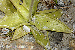 Dünnsporniges Fettblatt (Pinguicula leptoceras) (C304201)