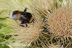 Heide-Erdhummel (Bombus cryptarum) auf Alpen-Kratzdistel (Cirsium spinosissimum) (C304288) Heide-Erdhummel (Bombus cryptarum) auf Alpen-Kratzdistel (Cirsium spinosissimum) (C304288)