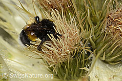 Heide-Erdhummel (Bombus cryptarum) auf Alpen-Kratzdistel (Cirsium spinosissimum) (C304297) Heide-Erdhummel (Bombus cryptarum) auf Alpen-Kratzdistel (Cirsium spinosissimum) (C304297)