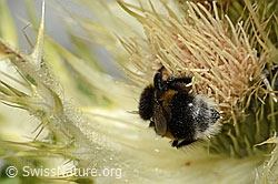 Heide-Erdhummel (Bombus cryptarum) auf Alpen-Kratzdistel (Cirsium spinosissimum) (C304303) Heide-Erdhummel (Bombus cryptarum) auf Alpen-Kratzdistel (Cirsium spinosissimum) (C304303)
