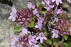 Foto: Alpen-Seidenbiene (Colletes impunctatus) auf Vielhaariger Thymian (Thymus praecox ssp. polytrichus)