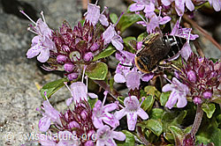 Foto: Alpen-Seidenbiene (Colletes impunctatus) auf Vielhaariger Thymian (Thymus praecox ssp. polytrichus)
