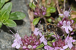 Foto: Alpen-Seidenbiene (Colletes impunctatus) auf Vielhaariger Thymian (Thymus praecox ssp. polytrichus)