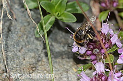 Foto: Alpen-Seidenbiene (Colletes impunctatus) auf Vielhaariger Thymian (Thymus praecox ssp. polytrichus)