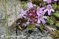 Foto: Alpen-Seidenbiene (Colletes impunctatus) auf Vielhaariger Thymian (Thymus praecox ssp. polytrichus)