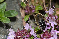 Foto: Alpen-Seidenbiene (Colletes impunctatus) auf Vielhaariger Thymian (Thymus praecox ssp. polytrichus)