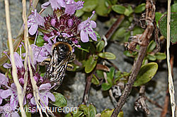 Foto: Alpen-Seidenbiene (Colletes impunctatus) auf Vielhaariger Thymian (Thymus praecox ssp. polytrichus)