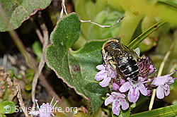 Foto: Alpen-Seidenbiene (Colletes impunctatus) auf Vielhaariger Thymian (Thymus praecox ssp. polytrichus)