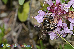 Foto: Alpen-Seidenbiene (Colletes impunctatus) auf Vielhaariger Thymian (Thymus praecox ssp. polytrichus)