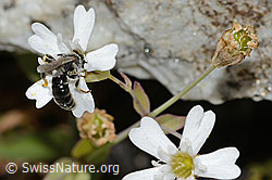 Verkannte Maskenbiene (Hylaeus confusus)