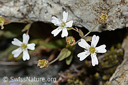 Felsen-Leimkraut (Silene rupestris) (C304373)