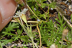 Felsen-Leimkraut (Silene rupestris) (C304375)