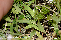Felsen-Leimkraut (Silene rupestris) (C304376)