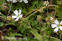 Felsen-Leimkraut (Silene rupestris) (C304378)