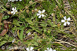 Felsen-Leimkraut (Silene rupestris) (C304380)