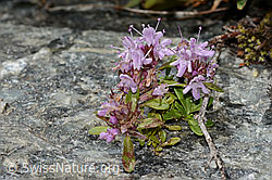 Vielhaariger Thymian (Thymus praecox ssp. polytrichus) (C304381) Vielhaariger Thymian (Thymus praecox ssp. polytrichus) (C304381)