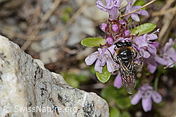 Alpen-Seidenbiene (Colletes impunctatus) auf Vielhaariger Thymian (Thymus praecox ssp. polytrichus) (C304391) Alpen-Seidenbiene (Colletes impunctatus) auf Vielhaariger Thymian (Thymus praecox ssp. polytrichus) (C304391)