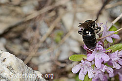 Alpen-Seidenbiene (Colletes impunctatus) auf Vielhaariger Thymian (Thymus praecox ssp. polytrichus) (C304392) Alpen-Seidenbiene (Colletes impunctatus) auf Vielhaariger Thymian (Thymus praecox ssp. polytrichus) (C304392)