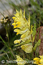 Schmalblättriger Klappertopf (Rhinanthus glacialis) (C304393) Schmalblättriger Klappertopf (Rhinanthus glacialis) (C304393)