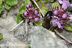 Alpen-Seidenbiene (Colletes impunctatus) auf Vielhaariger Thymian (Thymus praecox ssp. polytrichus) (C304398) Alpen-Seidenbiene (Colletes impunctatus) auf Vielhaariger Thymian (Thymus praecox ssp. polytrichus) (C304398)