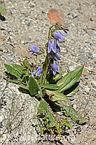 Bärtige Glockenblume (Campanula barbata) (C304409)