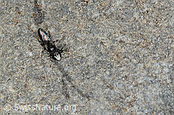 Verkannte Maskenbiene (Hylaeus confusus) (C304415) Verkannte Maskenbiene (Hylaeus confusus) (C304415)