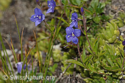 Felsen-Ehrenpreis (Veronica fruticans) (C304480) Felsen-Ehrenpreis (Veronica fruticans) (C304480)