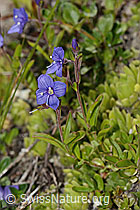 Felsen-Ehrenpreis (Veronica fruticans) (C304481) Felsen-Ehrenpreis (Veronica fruticans) (C304481)