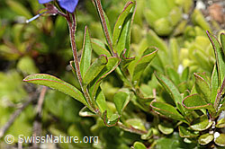 Felsen-Ehrenpreis (Veronica fruticans) (C304482) Felsen-Ehrenpreis (Veronica fruticans) (C304482)