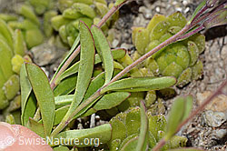Felsen-Ehrenpreis (Veronica fruticans) (C304483) Felsen-Ehrenpreis (Veronica fruticans) (C304483)