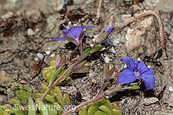 Felsen-Ehrenpreis (Veronica fruticans) (C304484) Felsen-Ehrenpreis (Veronica fruticans) (C304484)