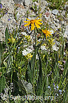 Foto: Gemswurz-Greiskraut (Senecio doronicum)